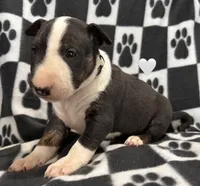 processed/306597f9-2b5f-454b-a5b6-37cba0e2797d/listing/64068f26-939a-47be-867d-50e42ca05372/a6a86369-7659-4062-b480-828523bfa70e