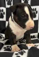 processed/306597f9-2b5f-454b-a5b6-37cba0e2797d/listing/6fbf181b-a8c3-4256-87cc-fb8282907ea0/8a56e463-8939-47a2-916d-e2abacc131e2