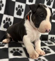 processed/306597f9-2b5f-454b-a5b6-37cba0e2797d/listing/975edd85-6712-4ad0-aea8-41be3d61814c/344d2daa-ba5d-412d-8e76-1b1ad269731b