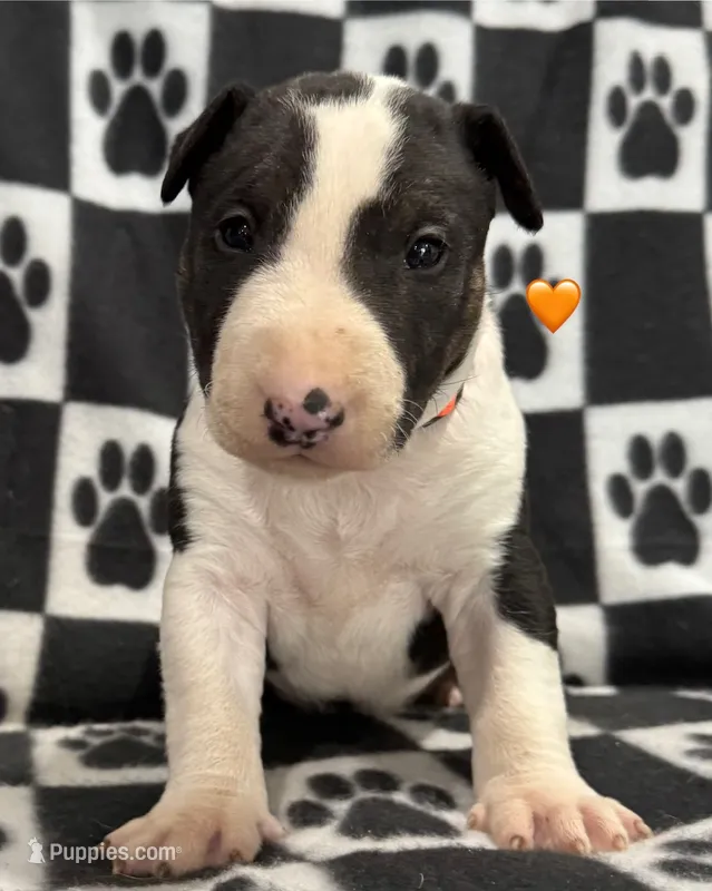 Mayko's AKC Orange Collar