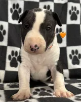 processed/306597f9-2b5f-454b-a5b6-37cba0e2797d/listing/975edd85-6712-4ad0-aea8-41be3d61814c/4a66b0f1-fc63-485c-b336-4e9908c479a3