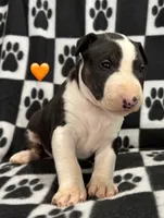 processed/306597f9-2b5f-454b-a5b6-37cba0e2797d/listing/975edd85-6712-4ad0-aea8-41be3d61814c/b9ff2281-d24f-456d-a56d-4a45ad760fb5