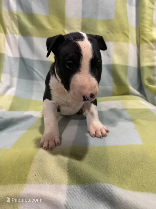 Mayko's AKC Orange Collar