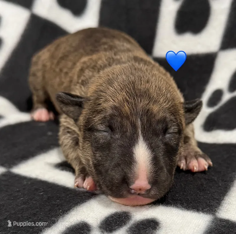 Dakota AKC Blue Collar