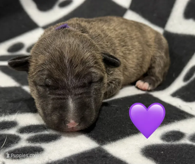 Dakota AKC Purple collar