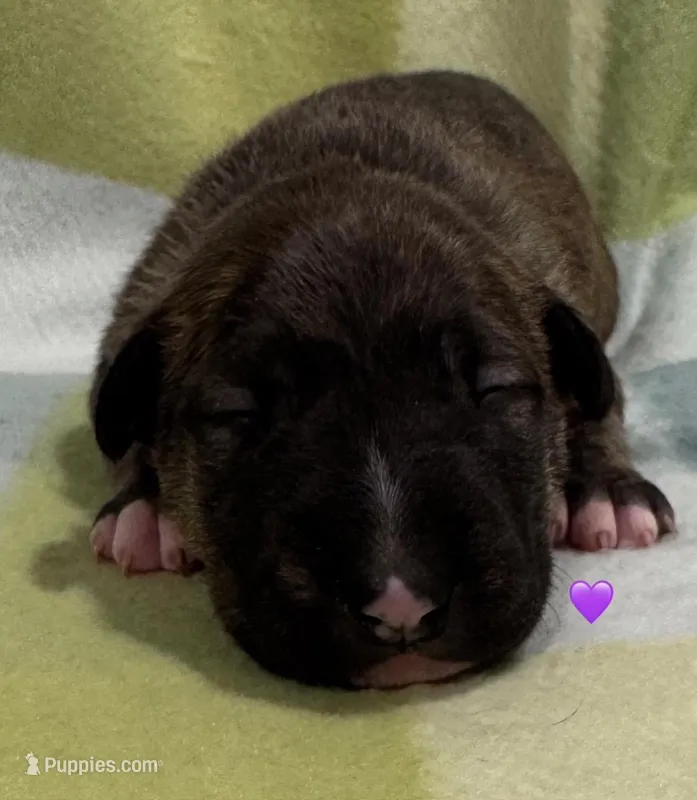 Dakota AKC Purple collar