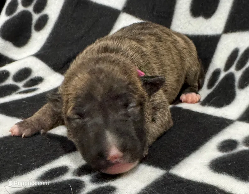 Dakota AKC Pink collar