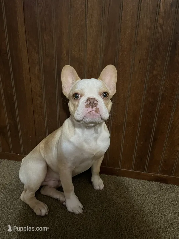 Milo – French Bulldog puppy for sale in Mcloud, OK