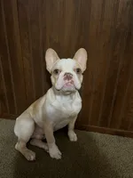 Milo, a male French Bulldog for sale in Mcloud, OK – 1 of 4