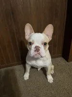 Milo, a male French Bulldog for sale in Mcloud, OK – 4 of 4