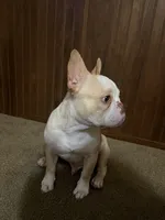 Milo, a male French Bulldog for sale in Mcloud, OK – 2 of 4