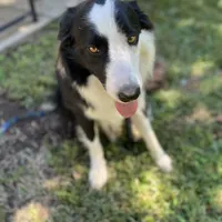 Titus, a male Border Collie for sale in Pottstown, PA – Photo 3 of 5