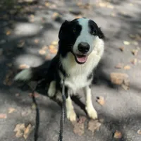 Titus, a male Border Collie for sale in Pottstown, PA – Photo 2 of 5