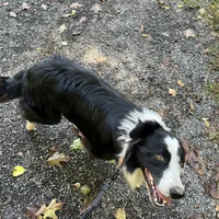 Titus, a male Border Collie for sale in Pottstown, PA – Photo 5 of 5