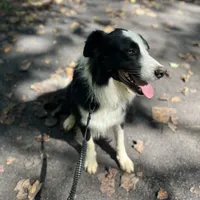 Titus, a male Border Collie for sale in Pottstown, PA – Photo 1 of 5
