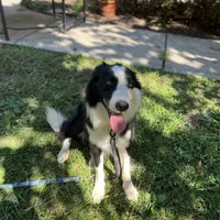 Titus, a male Border Collie for sale in Pottstown, PA – Photo 4 of 5