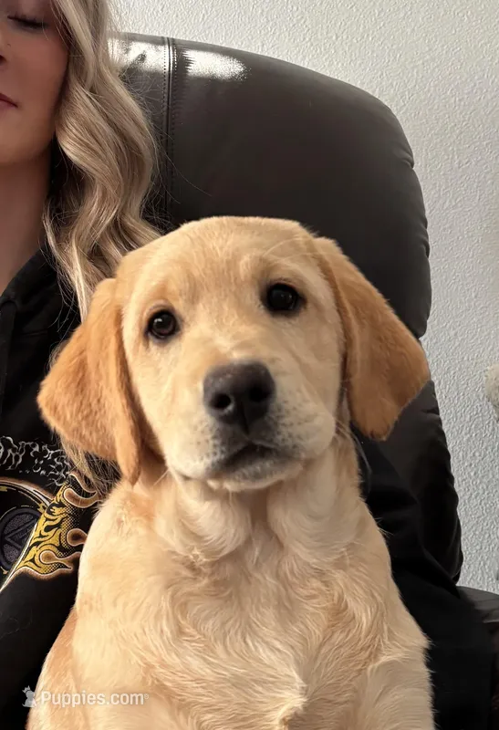 READY NOW Female English Labrador , a female Labrador Retriever for sale in Pinon Hills, CA – Photo 1 of 1