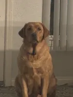 Champion lab puppies, a male Labrador Retriever for sale in Pinon Hills, CA – Photo 2 of 10