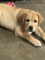 Champion lab puppies, a male Labrador Retriever for sale in Pinon Hills, CA – Photo 7 of 10