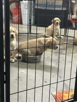 Champion lab puppies, a male Labrador Retriever for sale in Pinon Hills, CA – Photo 5 of 10