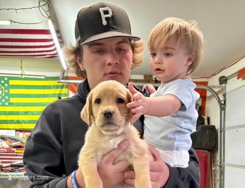 Champion lab puppies