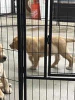 Champion lab puppies, a male Labrador Retriever for sale in Pinon Hills, CA – Photo 6 of 10