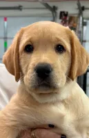 Champion lab puppies, a male Labrador Retriever for sale in Pinon Hills, CA – Photo 4 of 10