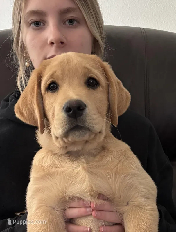 READY NOW Male English Labrador , a male Labrador Retriever for sale in Pinon Hills, CA – Photo 1 of 2