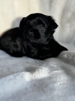 Black, a male Yorkshire Terrier for sale in Rochester, MN – Photo 2 of 4