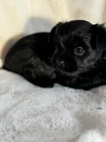 Black, a male Yorkshire Terrier for sale in Rochester, MN – Photo 4 of 4