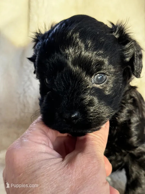 Black, a male Yorkshire Terrier for sale in Rochester, MN – Photo 1 of 4