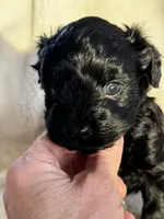 Black, a male Yorkshire Terrier for sale in Rochester, MN – Photo 1 of 4