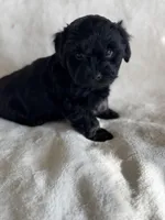 Black, a male Yorkshire Terrier for sale in Rochester, MN – Photo 3 of 4