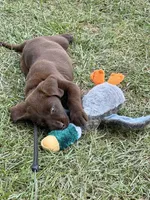 Chocolate Lab , a female Labrador Retriever for sale in Savannah, GA – 2 of 5