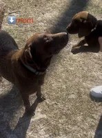 Chocolate Lab , a female Labrador Retriever for sale in Savannah, GA – 5 of 5
