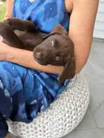 Chocolate Lab , a female Labrador Retriever for sale in Savannah, GA – 4 of 5