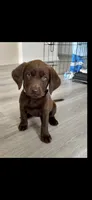 Chocolate Lab , a female Labrador Retriever for sale in Savannah, GA – 3 of 5