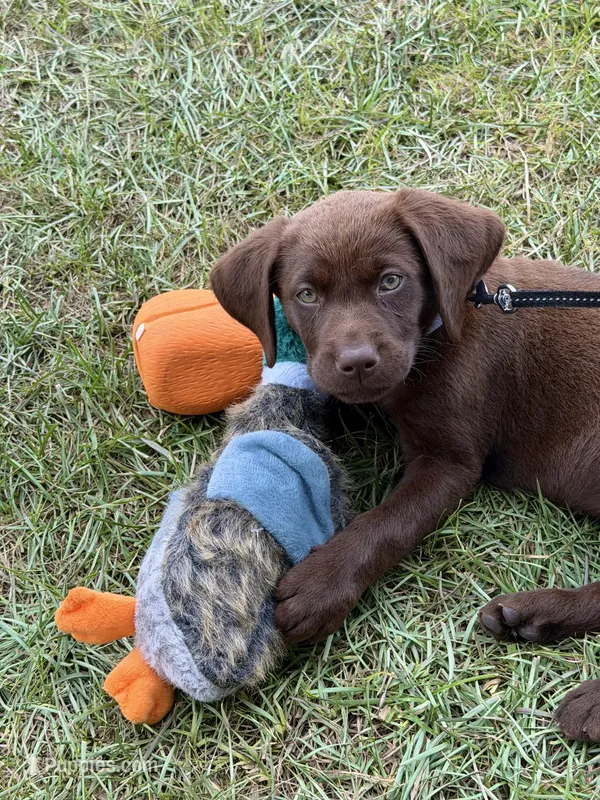 Chocolate Lab , a female Labrador Retriever for sale in Savannah, GA – 1 of 5