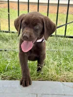 Choco lab AKC, a female Labrador Retriever for sale in Savannah, GA – Photo 3 of 3
