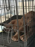 Choco lab AKC, a female Labrador Retriever for sale in Savannah, GA – Photo 2 of 3