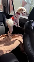 Lily Rose, a female Poodle - Toy  and Miniature Goldendoodle for sale in North Arlington, NJ – 2 of 9