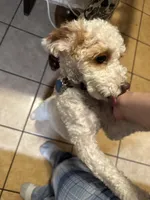 Lily Rose, a female Poodle - Toy  and Miniature Goldendoodle for sale in North Arlington, NJ – 3 of 9