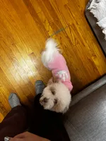 Lily Rose, a female Poodle - Toy  and Miniature Goldendoodle for sale in North Arlington, NJ – 7 of 9