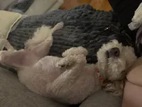 Lily Rose, a female Poodle - Toy  and Miniature Goldendoodle for sale in North Arlington, NJ – 4 of 9