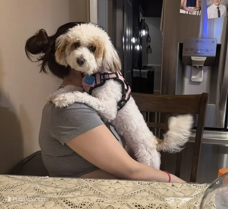 Lily Rose – Poodle - Toy , Miniature Goldendoodle puppy for sale in North Arlington, NJ