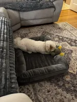 Lily Rose, a female Poodle - Toy  and Miniature Goldendoodle for sale in North Arlington, NJ – 8 of 9