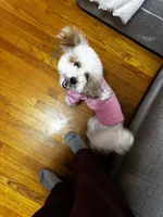 Lily Rose, a female Poodle - Toy  and Miniature Goldendoodle for sale in North Arlington, NJ – 6 of 9