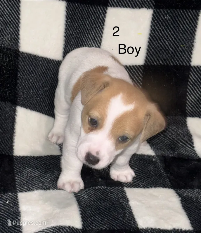 Puppy #2 – Jack Russell Terrier puppy for sale in Amite, LA