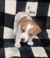 Puppy #2, a male Jack Russell Terrier for sale in Amite, LA – 1 of 2
