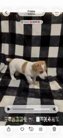Puppy #2, a male Jack Russell Terrier for sale in Amite, LA – 2 of 2